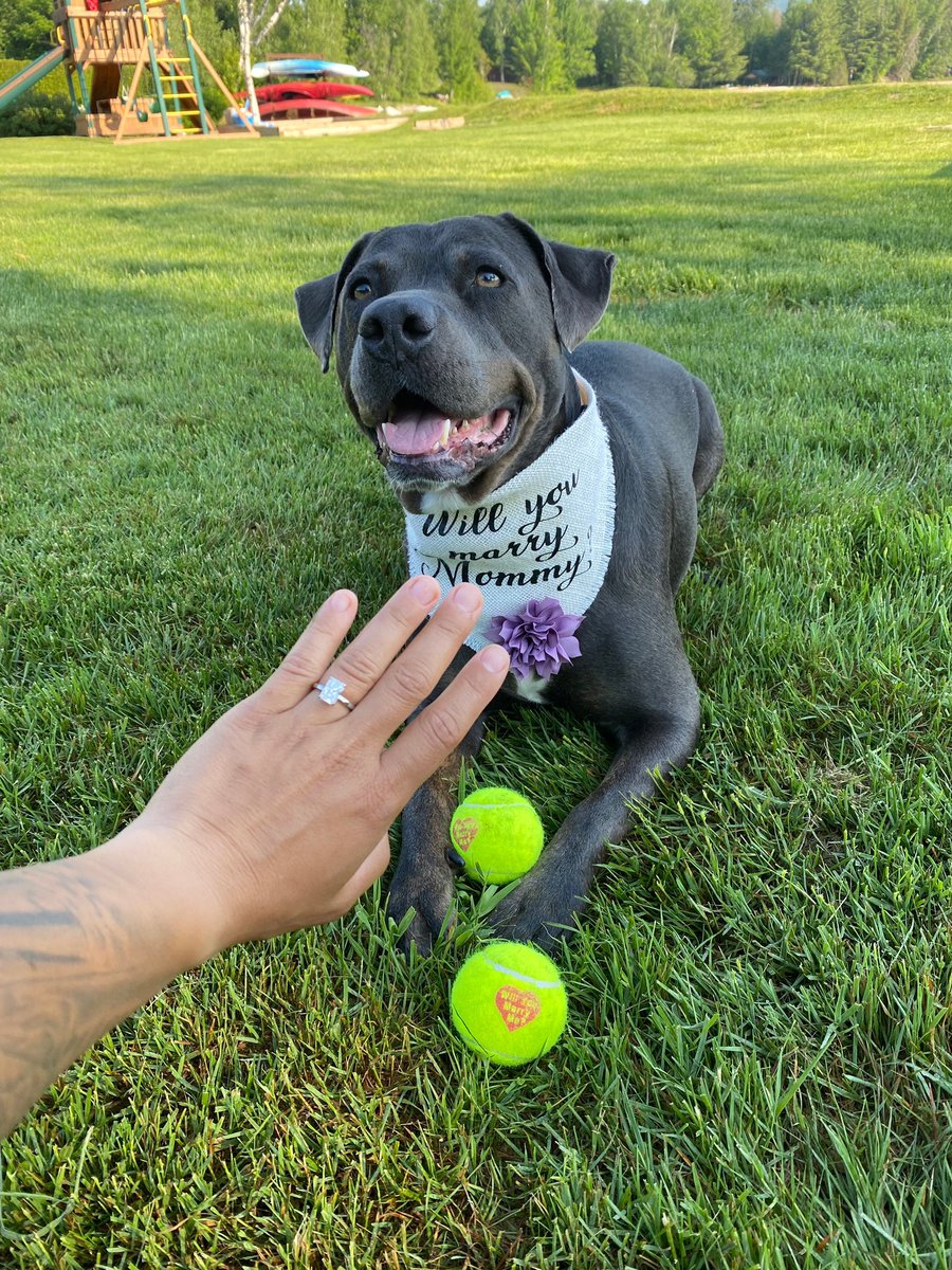 HelloHazelCo's tweet image. A lovely proposal can only be made more perfect when your favorite furry family member is involved! What a stunning pup 🐶💕✨ Thank you Lily for sharing this sweet pic!!

#wedding #engagement #dogs #weddingdog #dogaccessories #dogbandana #smallbusiness