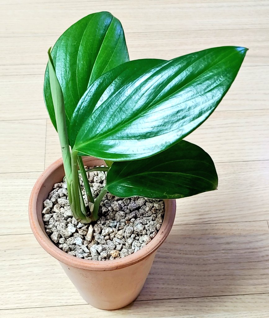 라피도포라 디컬시바
같이 산 토분이랑 잘 어울려서 기분이 좋음 ㅋㅋ