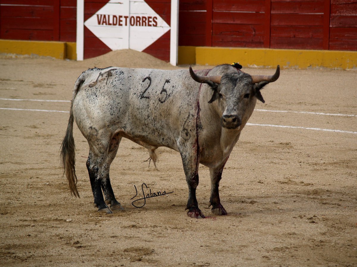 toroscontrapio's tweet photo. "Perdido" nº25 de Los Maños. Desorejado por @FerAdrianFA el pasado sábado en Valdetorres en la @CopaChenel . Una pintura de toro. https://t.co/LrjD8mH5RV