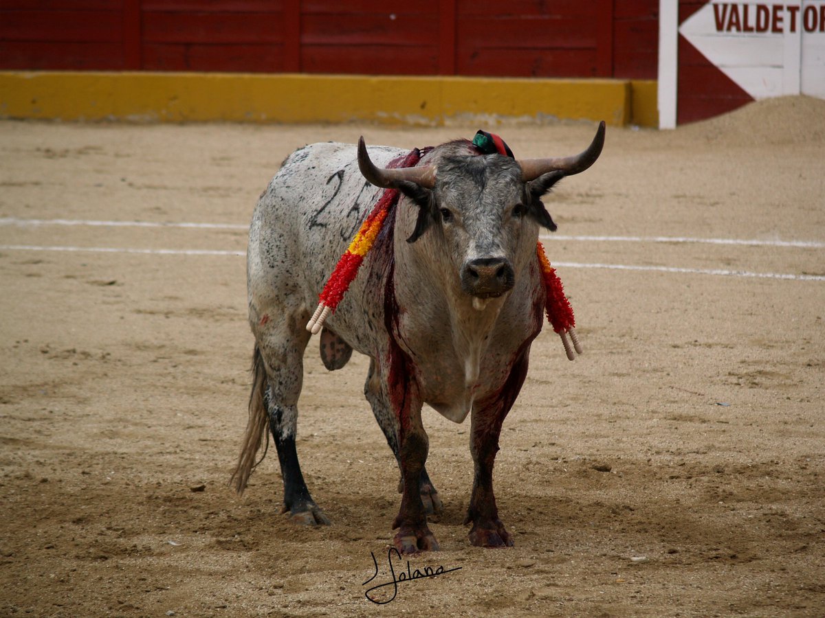 toroscontrapio's tweet photo. "Perdido" nº25 de Los Maños. Desorejado por @FerAdrianFA el pasado sábado en Valdetorres en la @CopaChenel . Una pintura de toro. https://t.co/LrjD8mH5RV