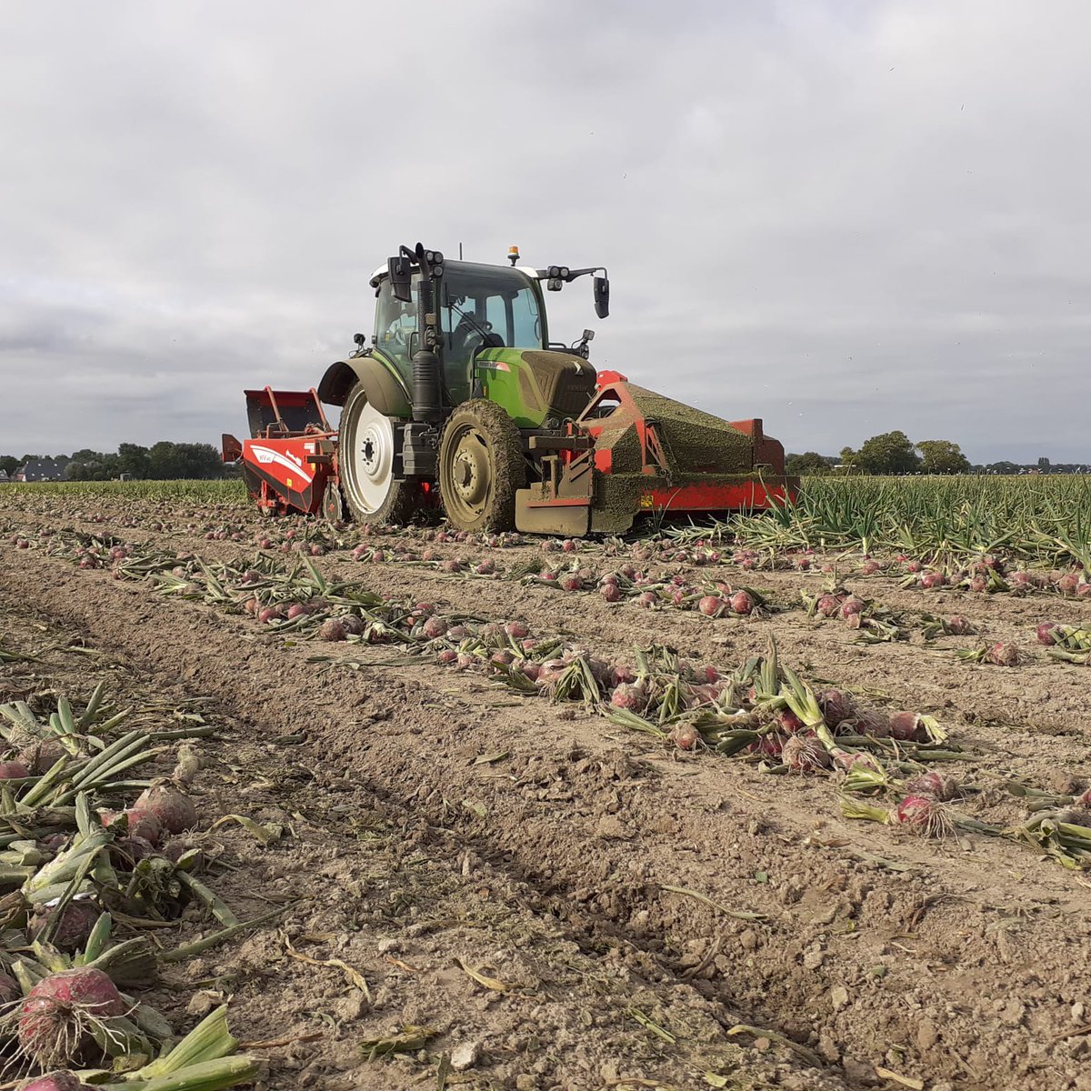 GRIMMEGroup's tweet photo. #RowShow2021
Our WV are also in action for our demonstration tour this year. Here are some impessions from our WV 140 with ASA-LIFT OT in the Netherlands. π§
π³π±
#GRIMME #WV #onions https://t.co/pQSYTVIJ5z