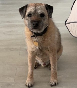 BTWelfare's tweet photo. ‼️ #LOST #BorderTerrier WILLY ‼️
Elderly Male tan colour, Microchipped
Please share everyone everywhere.
#LOSTDOG 13/9/21 from #Anslow #BurtonOnTrent #DE13 #Staffordshire
See poster for contact details
via @DogLostUK 👇
https://t.co/bVmQOD4T2o https://t.co/655c4ErdZE