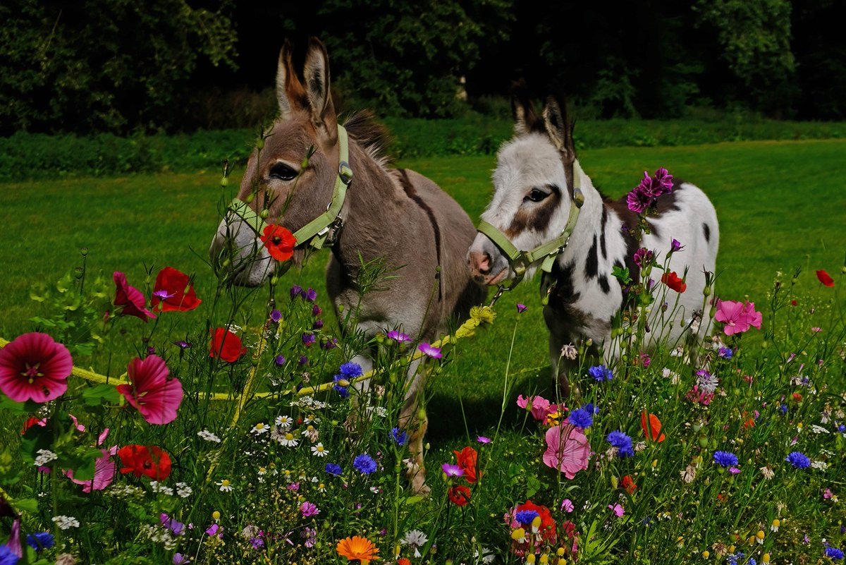 EnkhuizenA's tweet photo. Nu op Enkhuizen Actueel: 'Dierendag in het Hertenkamp Enkhuizen'  |  #dierendag #enkhuizen #hertenkamp

https://t.co/UTfKKveqq0 https://t.co/f0EllREEZ6