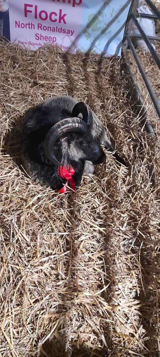 Nick Dowler tweet media