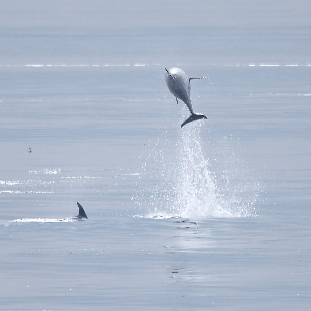 A pod of Bottlenose #Dolphins at #Toward point today. A small pod of 6 to 8 adults with some juveniles, may be a nursery group. They had been swimming along towards the lighthouse, when one or two decided to do some leaps! What a nice sight.😍🐬#dunoon #argyll #scotland #nature