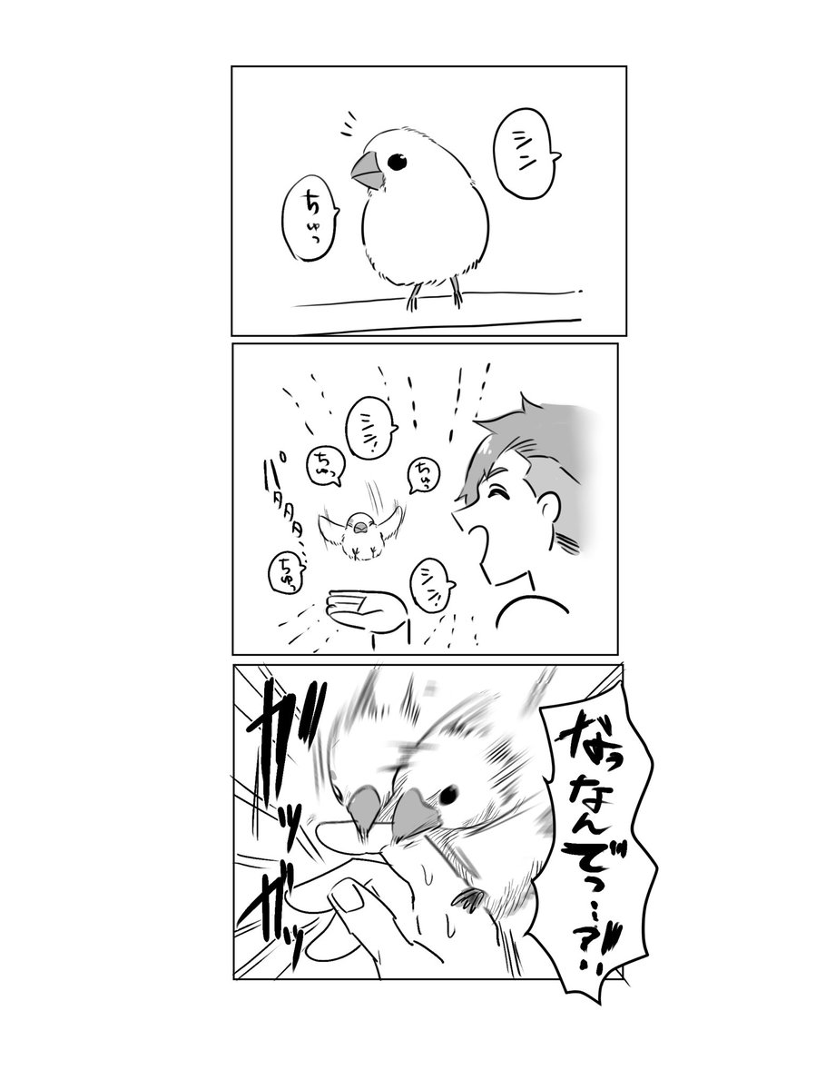 いきなりド突いてくるの何 #文鳥初心者漫画 #文鳥 