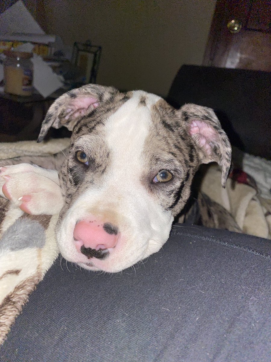 My main man Khaos!! He’s growing so fast!!! 💙🐾💙
