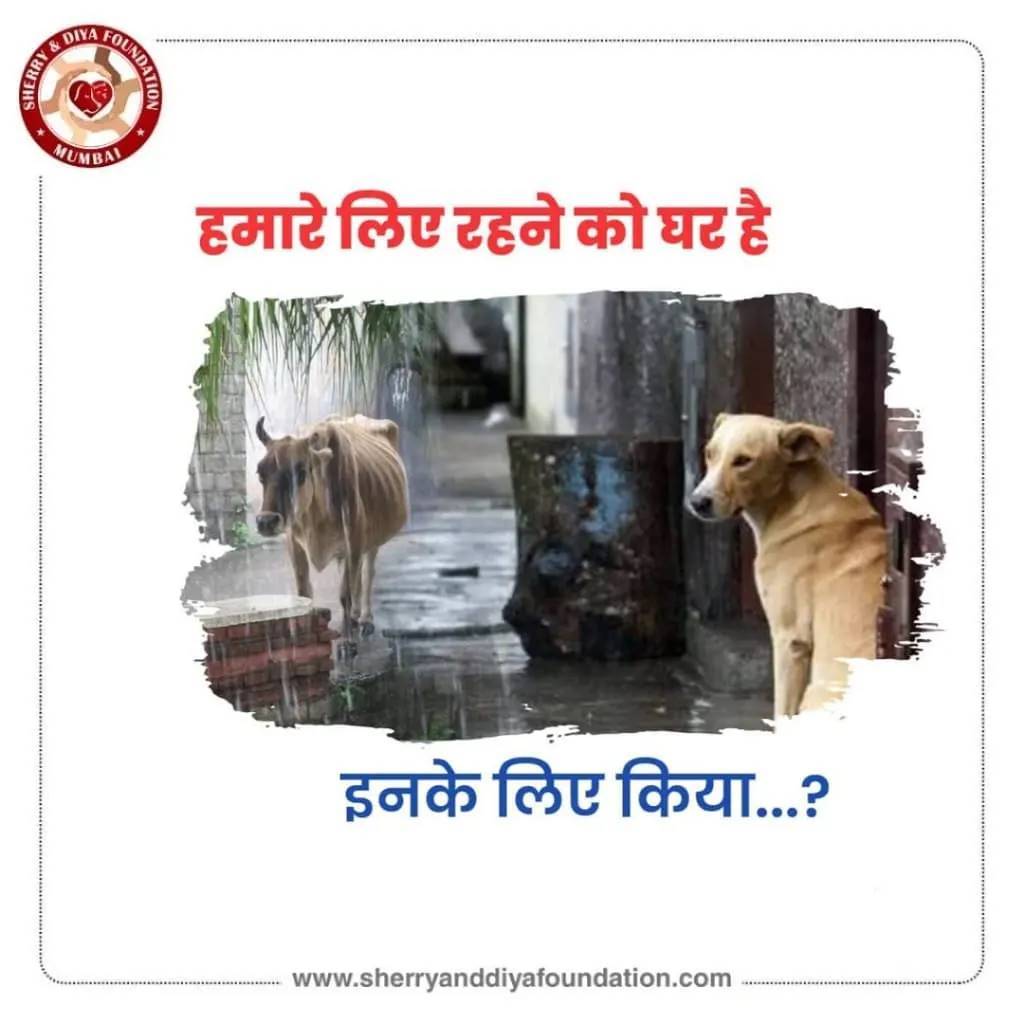 @sherry_and_diya_foundation
__
we have a home to stay in, what about them?
We should provide food and shelter to them also at least for some time...
.
.
.
#sherrydiyafoundation #helprain #streetanimals