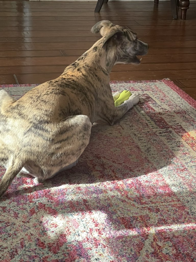 Gaming 4 Pups tweet media