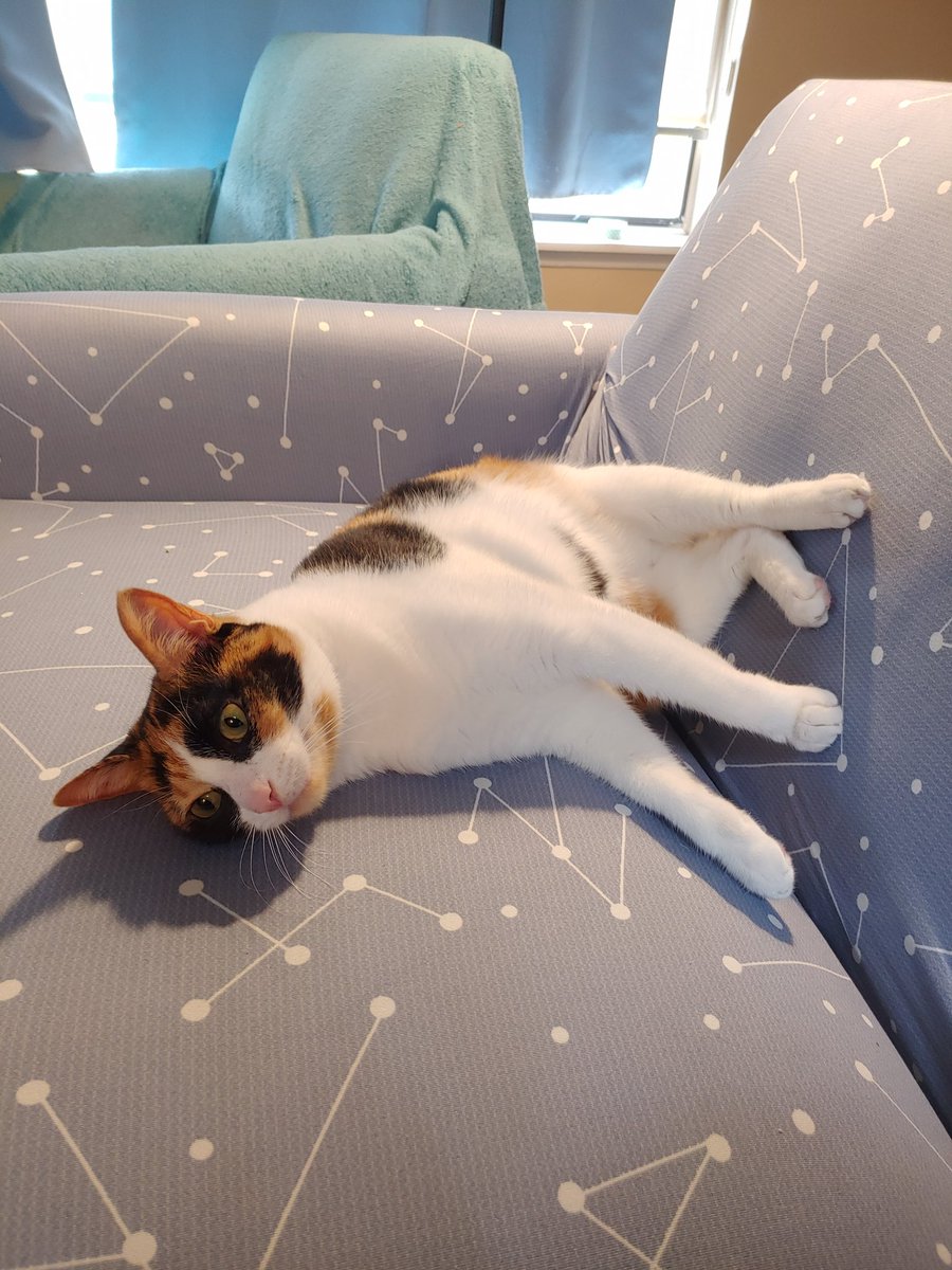 Had to do one of those "getting to know you" exercises at work with some new team members today. Spent about 30 seconds about what I do then spent 3 minutes sharing photos of my cat and talking about what a weirdo she is. Best meeting so far today.