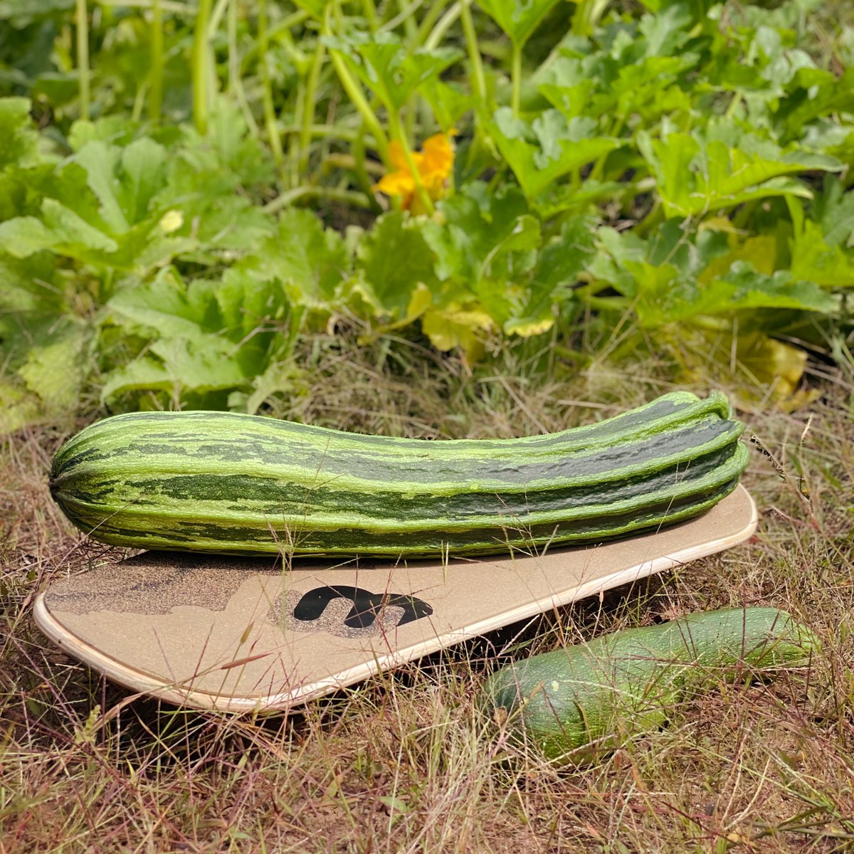 Balancing on a Whirlyboard is hard but balancing healthy eating and a healthy lifestyle is also tough! What are some ways you balance?