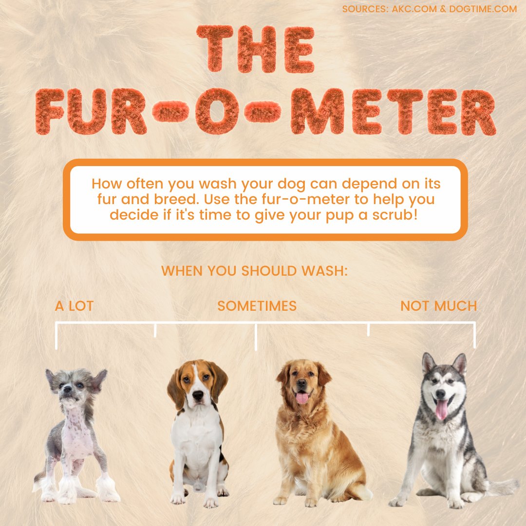 How Often You Should Wash Your Dog