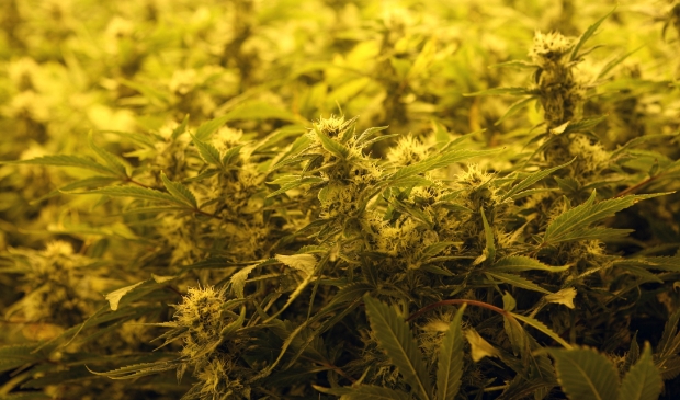 Hilversummer opgepakt na hennepvondst in woning Violenstraat