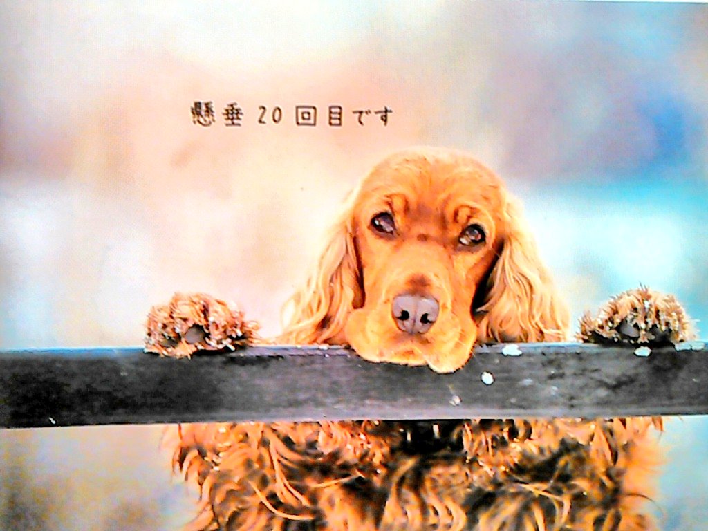 新渡戸稲造 Hashtag Posts And Instagram Pictures And Videos Offerdos Com