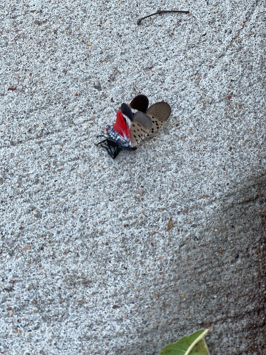 d_ashalina's tweet photo. Can someone please tell me #wtf this #bugs is? I see them all around in back yard and they drive me nuts. @siadvance is the one you asked to let know of spotted? https://t.co/UQwC7iZ828