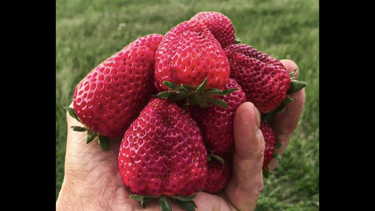 NBrusatore's tweet photo. Gold comes in many colours. #AFI #RSSFF #strawberry #Cannabis https://t.co/8gy6xlur4U