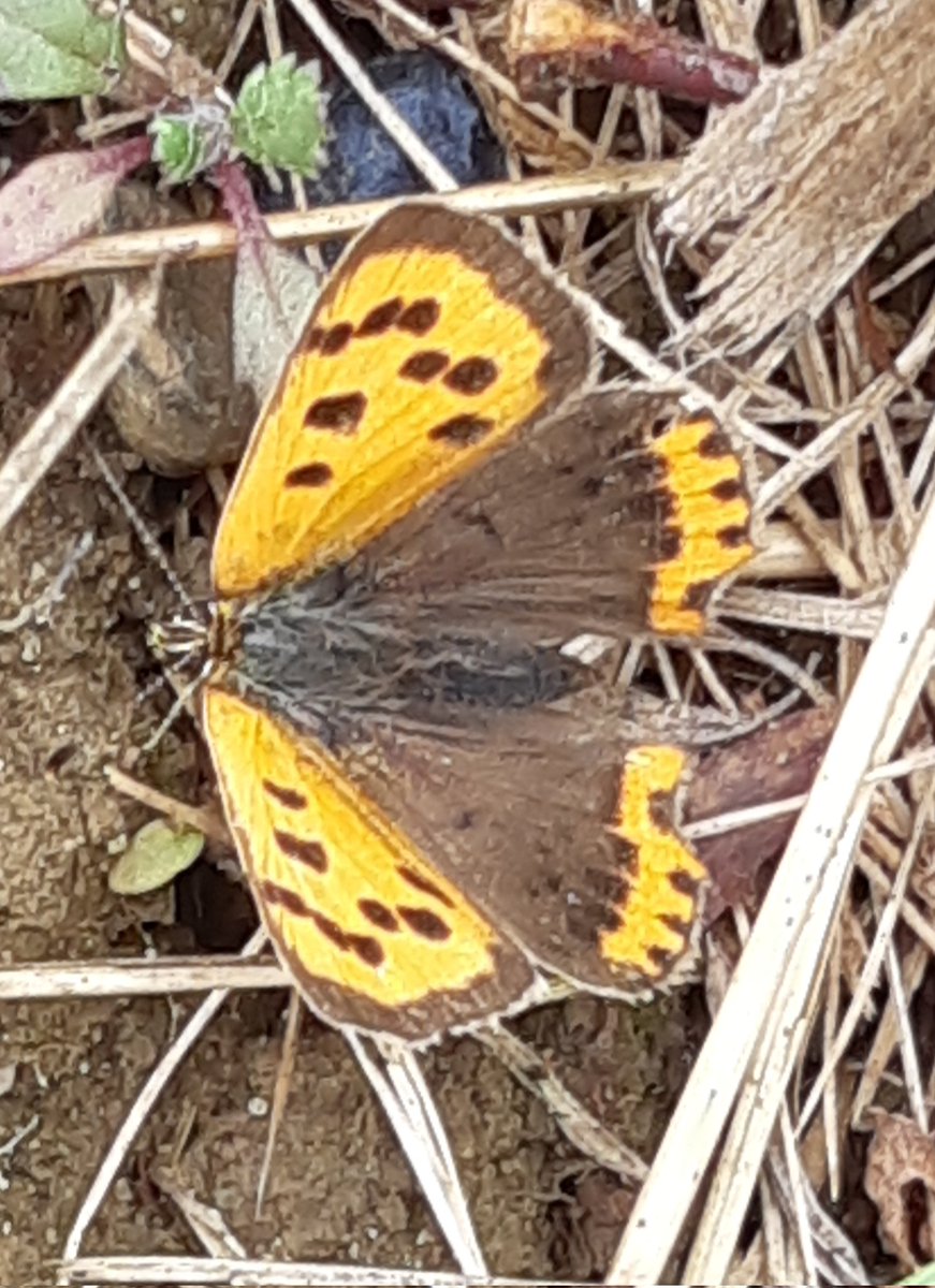 Other wildlife noted around @DoddingtonHall estate this PM during family wander incl. Small Copper, Red Admiral, Speckled Wood, Hawthorn Shieldbug, 80+ House Martins, 2 Chiffchaffs. Looking forward to the rewilding! @LincsNaturalist @LincsWildlife @BC_Lincolnshire @BritishBugs