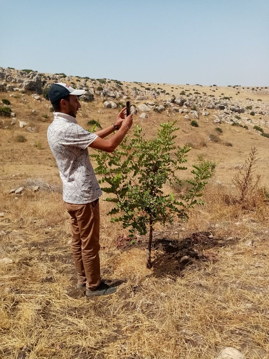 AtlasHigh's tweet photo. #HAF’s #Tree_Monitoring Team spent time in the Fes-Meknes region in the Oualili Commune. They visited the Jil Ain Si Aamar Cooperative, which currently has more than 3,000 #trees.
#Fieldnotes
#GrowWithUs https://t.co/ApjxbFrmjI https://t.co/uyuCdYmLdm