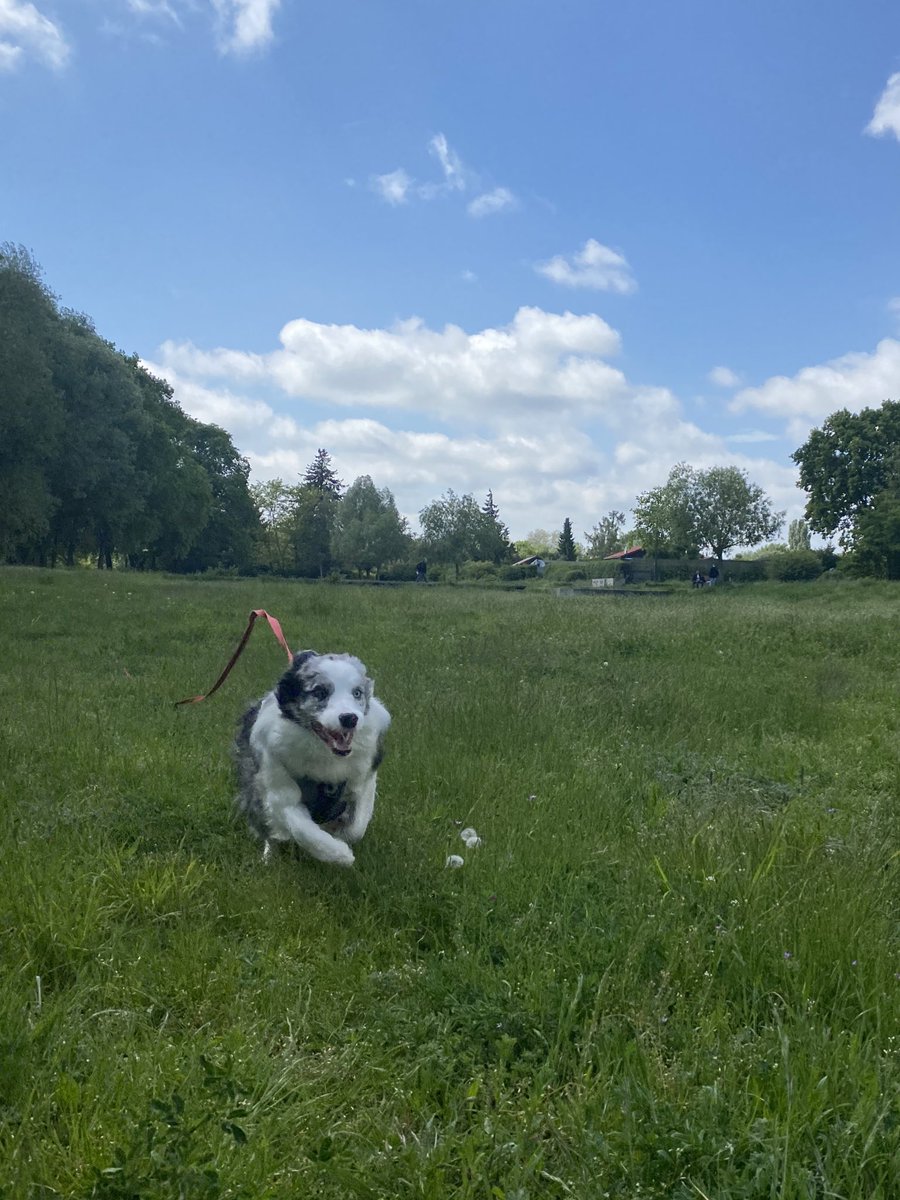 thegoodflo0f's tweet photo. fun tip for dog moms and dads: try picking a super special high value reward (chicken, peanut butter, cheese, etc) that your dog ONLY ONLY ONLY gets when they listen to your recall cue. Your dogs recall will soon be bulletproof. #dogtraining #dogsoftwitter https://t.co/1WjYE9DOEu