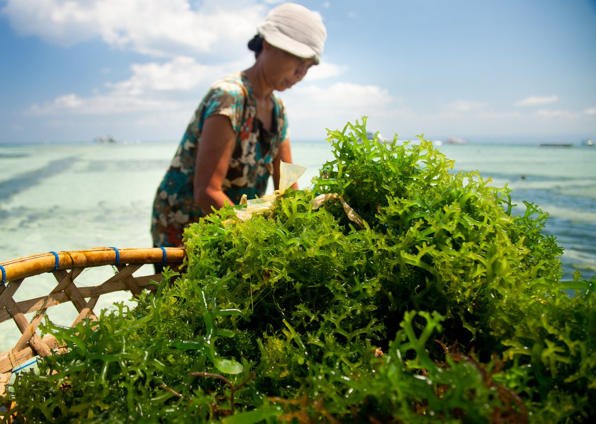 Stanford Center for Ocean Solutions (@oceansolutions) on Twitter photo "A blue wave is coming."
Today the first 5 papers of the Blue Food Assessment are published! Thank you <a href="/NewsStanford/">Stanford News</a> for featuring <a href="/BlueFoodFutures/">Blue Food Futures Program</a> as we share the challenges and opportunities of water-sourced foods.
stanford.io/3hCDBrj "A blue wave is coming."
Today the first 5 papers of the Blue Food Assessment are published! Thank you <a href="/NewsStanford/">Stanford News</a> for featuring <a href="/BlueFoodFutures/">Blue Food Futures Program</a> as we share the challenges and opportunities of water-sourced foods.
stanford.io/3hCDBrj