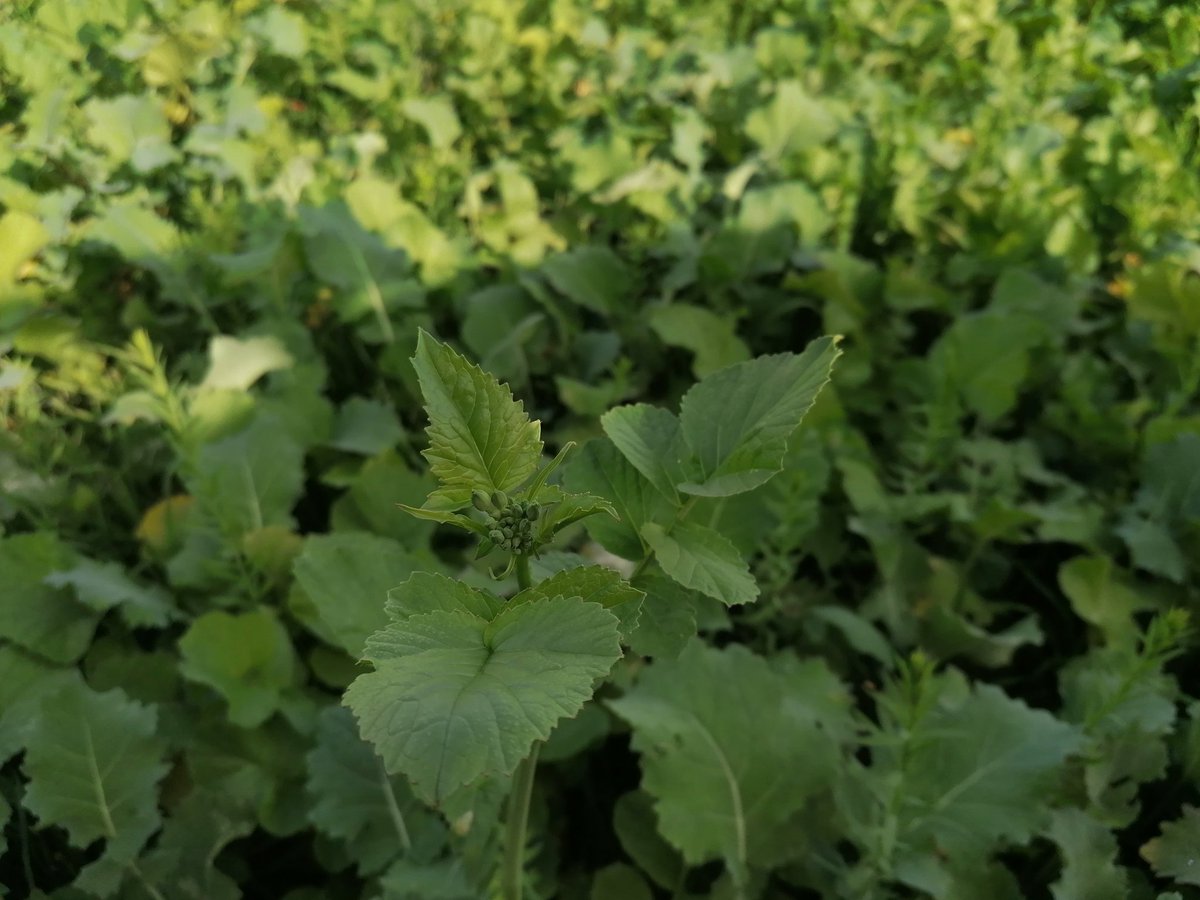 Thank the lord for some rain!! Forage crops finally moving on apace <a href="/somerleytonfarm/">Somerleyton Farms</a> Setting Bales out today, which had been chased to the headland ready for winter feeding. Almost starting to feel prepared!! 😬