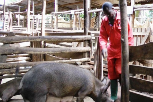 Peste porcine : après avoir décimé 22,5% du cheptel, l’épizootie est désormais maîtrisée à l’Ouest du Cameroun investiraucameroun.com/economie/1509-…