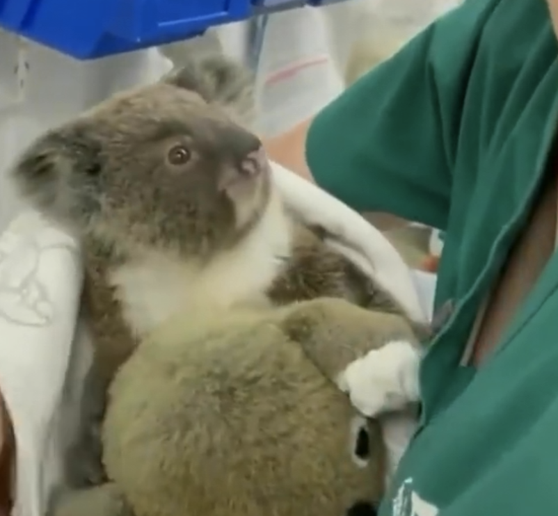 Danny Deraney on Twitter "Good morning to this baby koala getting