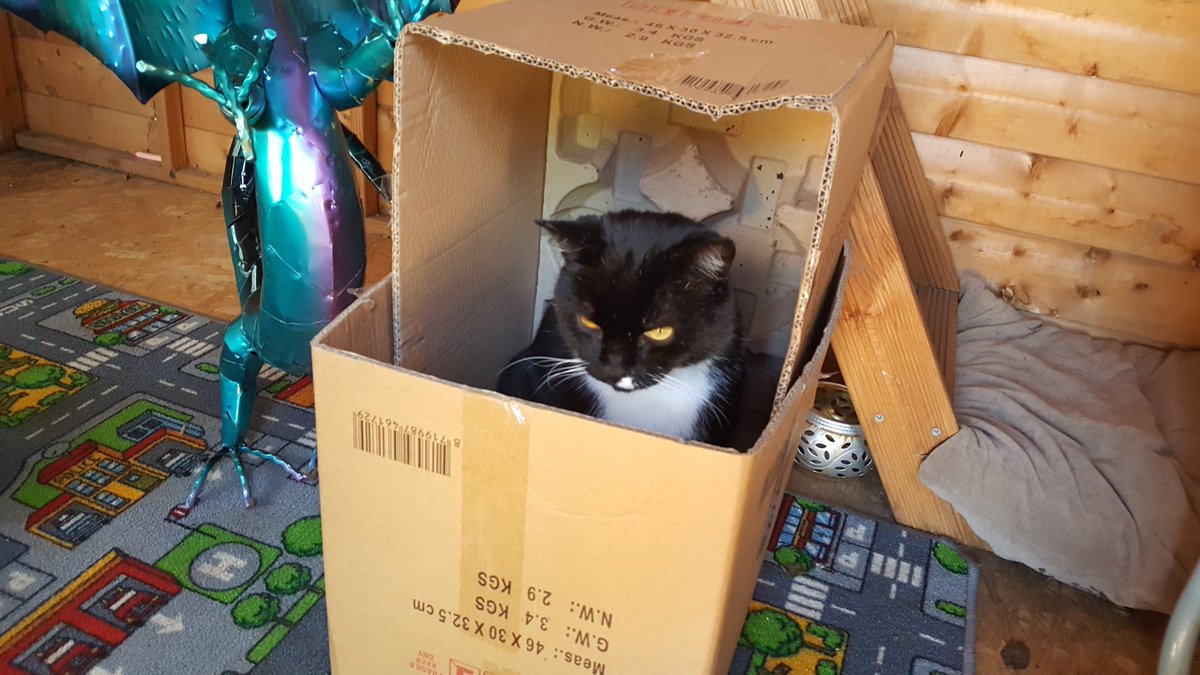 MerlinTux's tweet image. 1/2 Merlins mum: Dear Merlin's furriends I am so so sorry to tell  you that yesterday Merlin went over 🌈. It was a complete shock, we are devastated, he was hit by a car. Hopefully he's now with his brofur Frankie🌈.
Here's some of his best bits..