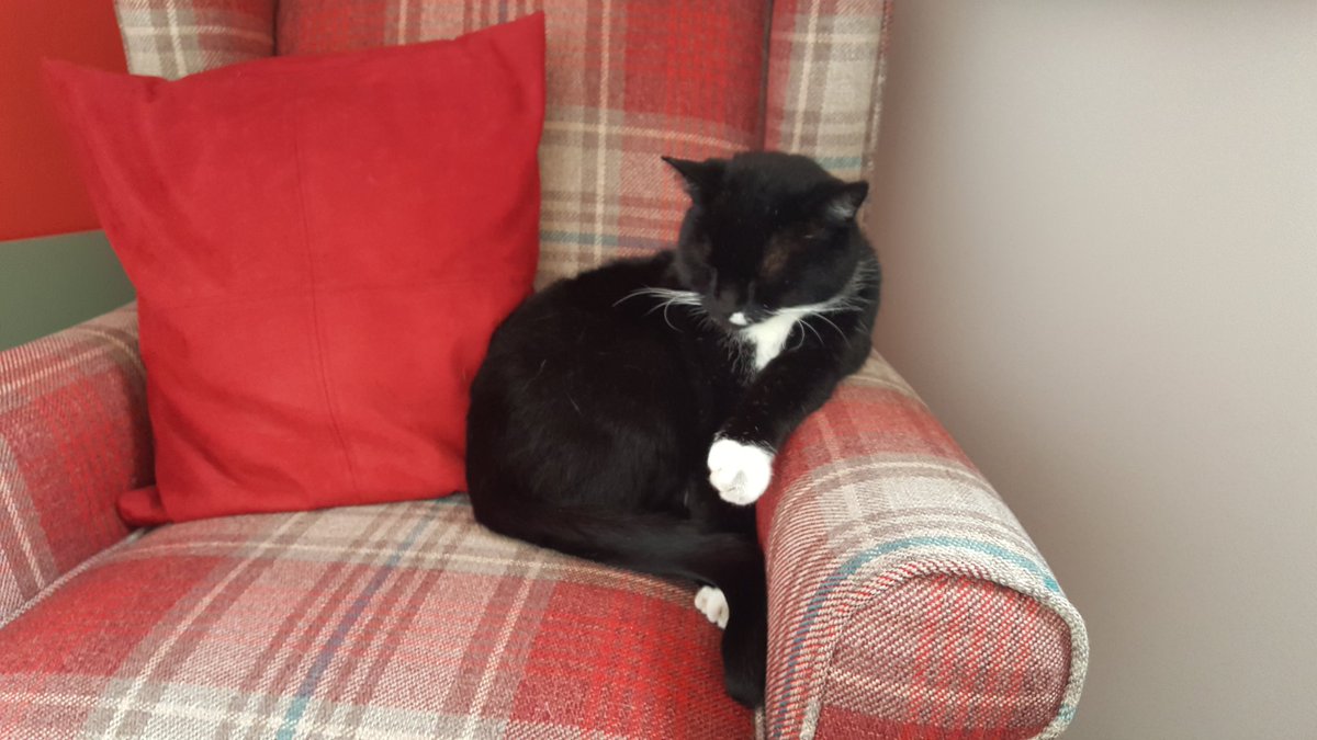 MerlinTux's tweet image. 1/2 Merlins mum: Dear Merlin's furriends I am so so sorry to tell  you that yesterday Merlin went over 🌈. It was a complete shock, we are devastated, he was hit by a car. Hopefully he's now with his brofur Frankie🌈.
Here's some of his best bits..