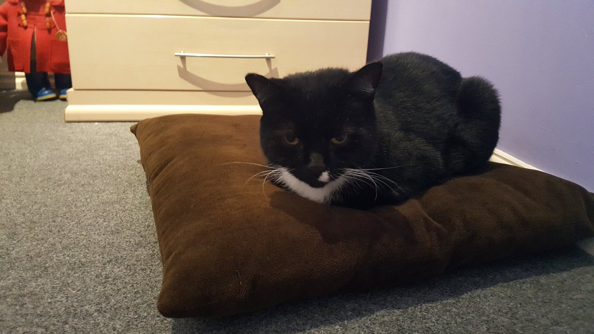 MerlinTux's tweet image. 1/2 Merlins mum: Dear Merlin's furriends I am so so sorry to tell  you that yesterday Merlin went over 🌈. It was a complete shock, we are devastated, he was hit by a car. Hopefully he's now with his brofur Frankie🌈.
Here's some of his best bits..