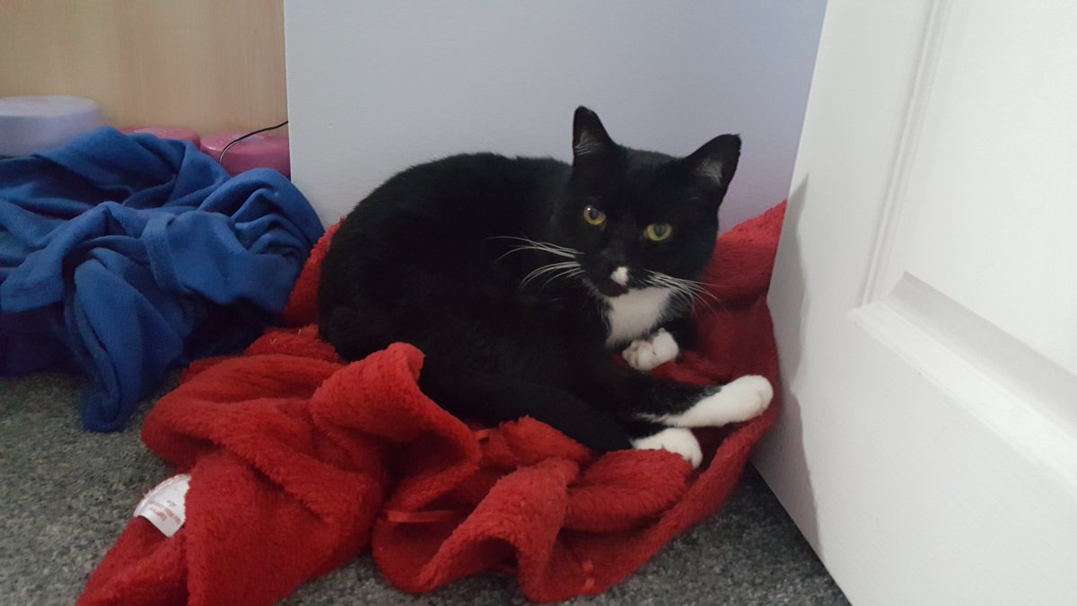 MerlinTux's tweet image. 1/2 Merlins mum: Dear Merlin's furriends I am so so sorry to tell  you that yesterday Merlin went over 🌈. It was a complete shock, we are devastated, he was hit by a car. Hopefully he's now with his brofur Frankie🌈.
Here's some of his best bits..