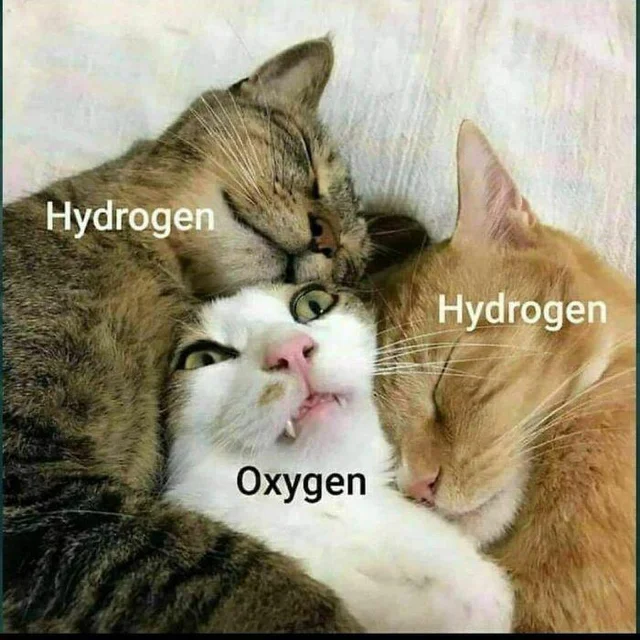 WholesomeMemes tweet media