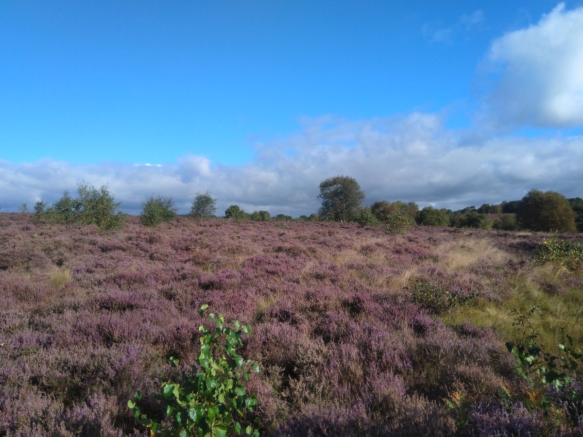 FerryBirder's tweet photo. Couldn't believe my luck....#WestletonHeath....full of Lucky Heather.🙄😁😁 https://t.co/Na8WxDbJmg