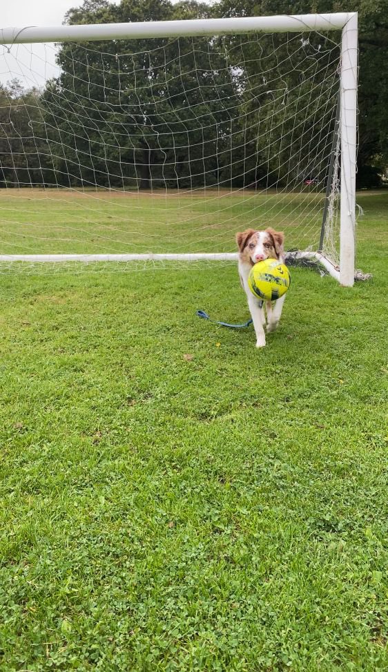 Blue_BC2021's tweet photo. My job today is to be the best goalkeeper in the whole world! #bordercollie #puppy #puppies #dogsoftwitter #footballfamily #football #soccer #SoccerPlayer https://t.co/Lsr7waPVxM