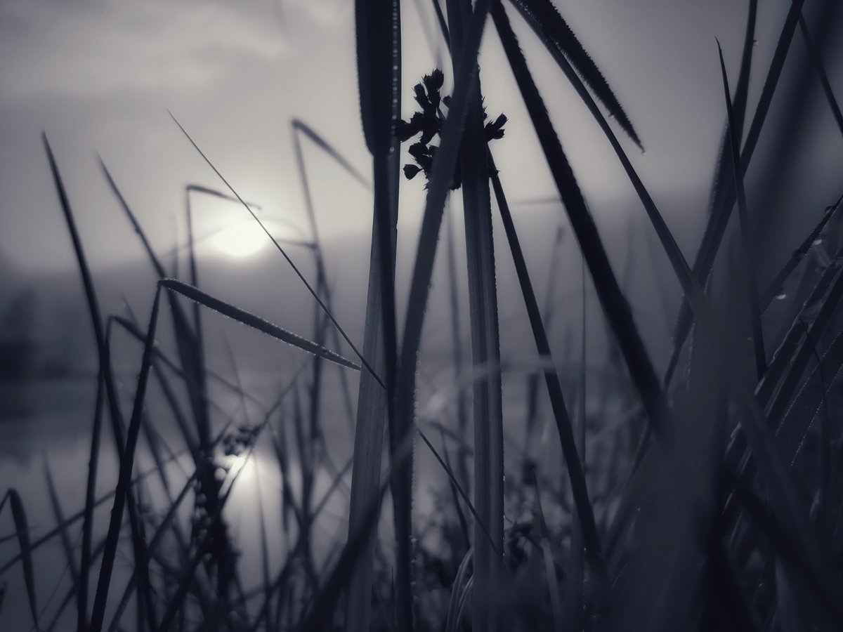Elfhood_'s tweet photo. quiet pond poetics https://t.co/X5imj2RqKD