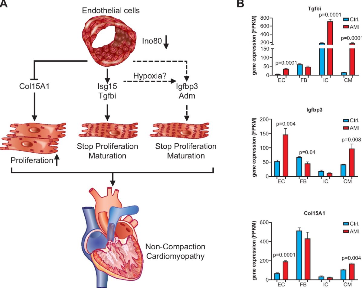 Fantastic editorial on our latest work on endocardial/endothelial angiocrines in cardiac development by <a href="/JulianW27954793/">Julian Wagner</a> <a href="/DimmelerLab/">Stefanie Dimmeler</a>. Take a read!

doi.org/10.1093/eurhea…