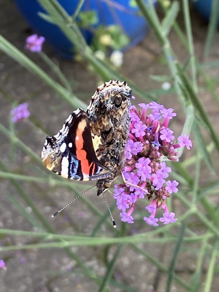 Red Admiral on viburnum in our garden. @BC_Lincolnshire @savebutterflies @LincsWildlife @LincsNaturalist