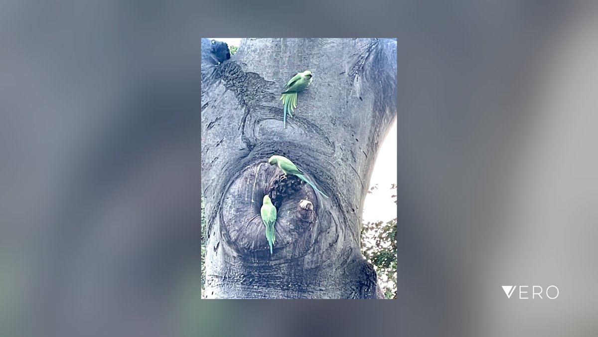 Open4Smart's tweet image. At Acton London City… wild city life! #opensmart#Nature #Tree #Outdoors #Wildlife #AnimalWildlife #Bird #Branch #Plant #TreeTrunk vero.co/opensmart/Wkrh…