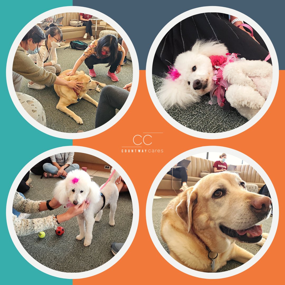 Countway Library (@hmscountway) on Twitter photo Thanks to everyone who joined us this week for #CountwayCuddles with Cooper & Daisy! 😍 Join us next Monday & Thursday for more #therapydog sessions: full schedule at countway.info/Calendar. #welcometoyourlibrary <a href="/HarvardMed/">Harvard Medical School</a> <a href="/HarvardChanSPH/">Harvard T.H. Chan School of Public Health</a> <a href="/HMSpostdoc/">HMS Postdoc Office</a> <a href="/HarvardGSAS/">Harvard Griffin GSAS</a> <a href="/Harvard/">Harvard University</a> Thanks to everyone who joined us this week for #CountwayCuddles with Cooper & Daisy! 😍 Join us next Monday & Thursday for more #therapydog sessions: full schedule at countway.info/Calendar. #welcometoyourlibrary <a href="/HarvardMed/">Harvard Medical School</a> <a href="/HarvardChanSPH/">Harvard T.H. Chan School of Public Health</a> <a href="/HMSpostdoc/">HMS Postdoc Office</a> <a href="/HarvardGSAS/">Harvard Griffin GSAS</a> <a href="/Harvard/">Harvard University</a>