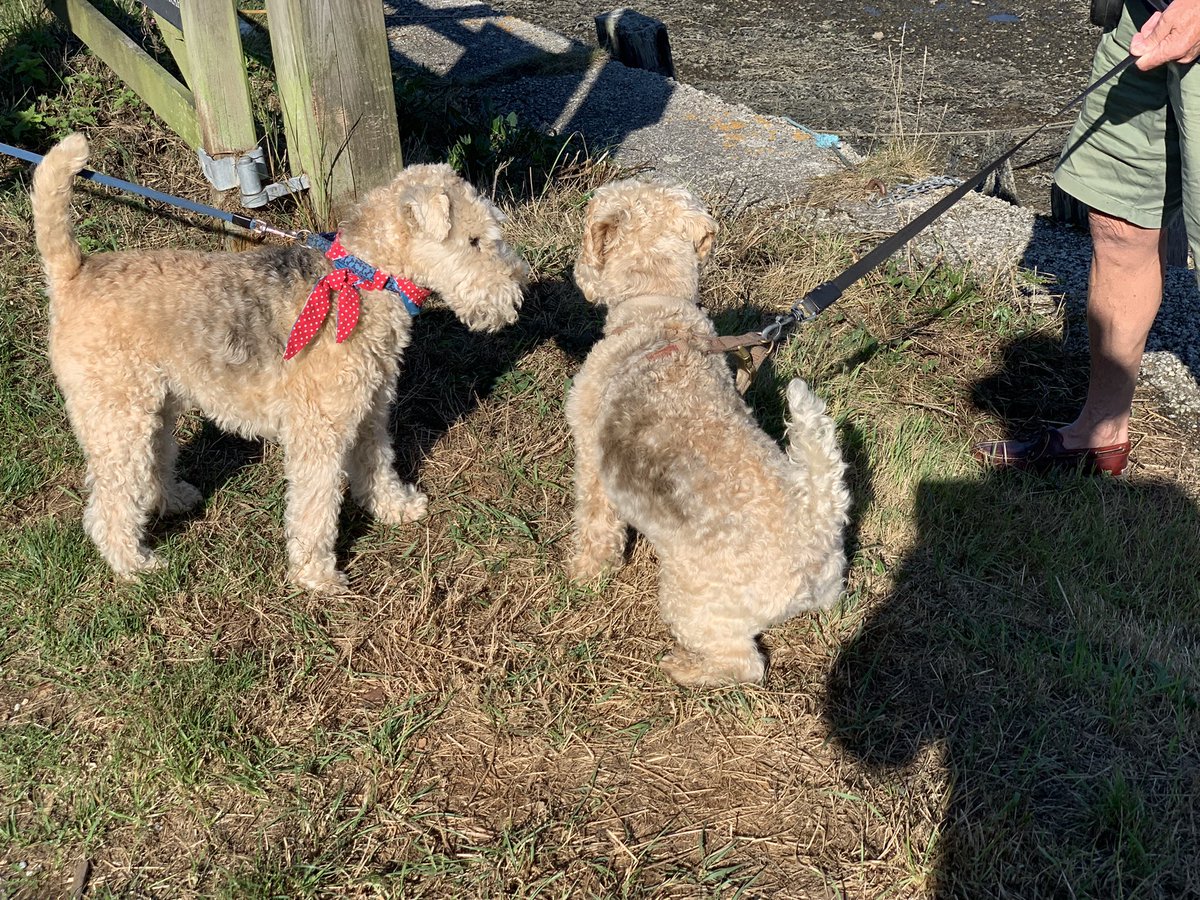 At the <a href="/PandoraInn/">The Pandora Inn</a> in #Restronguet in #Cornwall. There are two social classes in Restronguet. The haves and the have yachts. There is also Ronnie the #Lakeland #terrier also on his holidays from a small village in the SE called London.