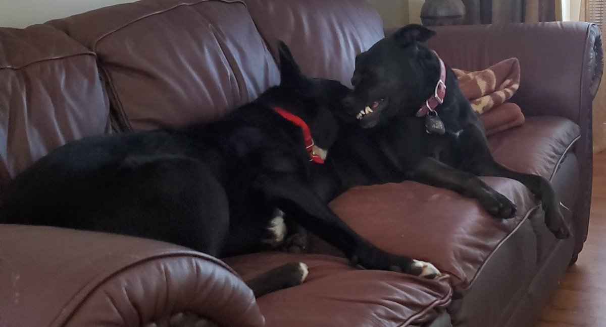 Mulder578's tweet image. #Jakobi has had enough of your crap #Kenny... #playfighting