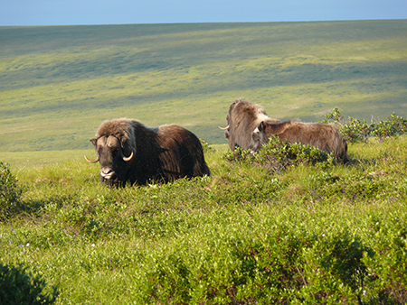 Alaska DFG-Southeast tweet media