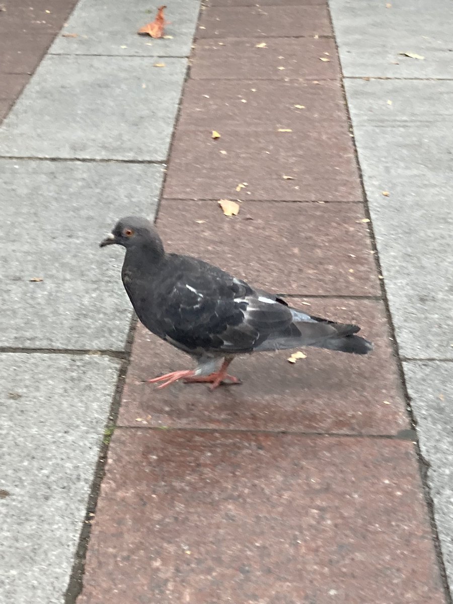 BasedHamazaki's tweet image. i have found another pigeon