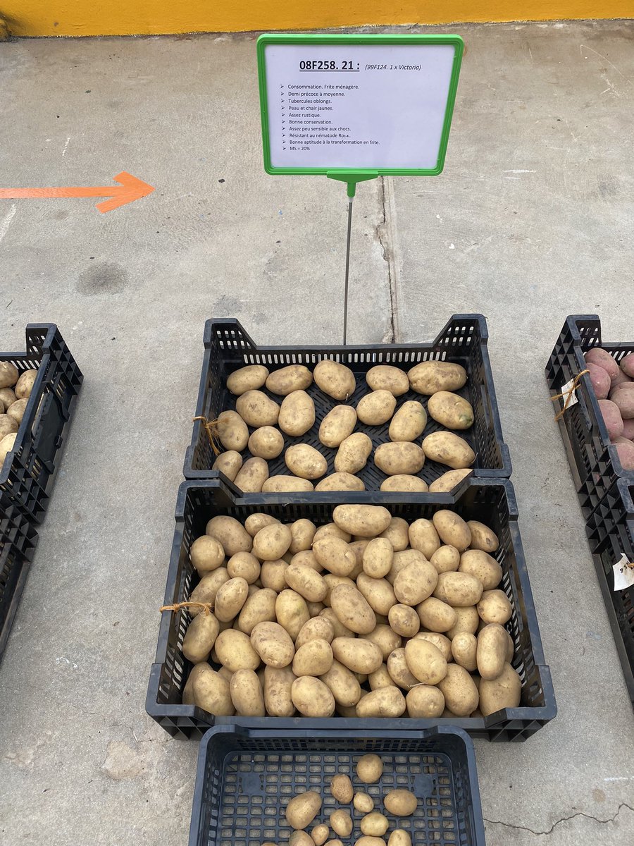Visite du champ de comportement variétal de Kerloī (Ploudaniel-Bretagne plants innovation). Des nouvelles variétés intéressantes ont été repérées. Nous sommes contents du comportement d’Enduro qui était “invitée” dans la catégorie transformation Chips.
