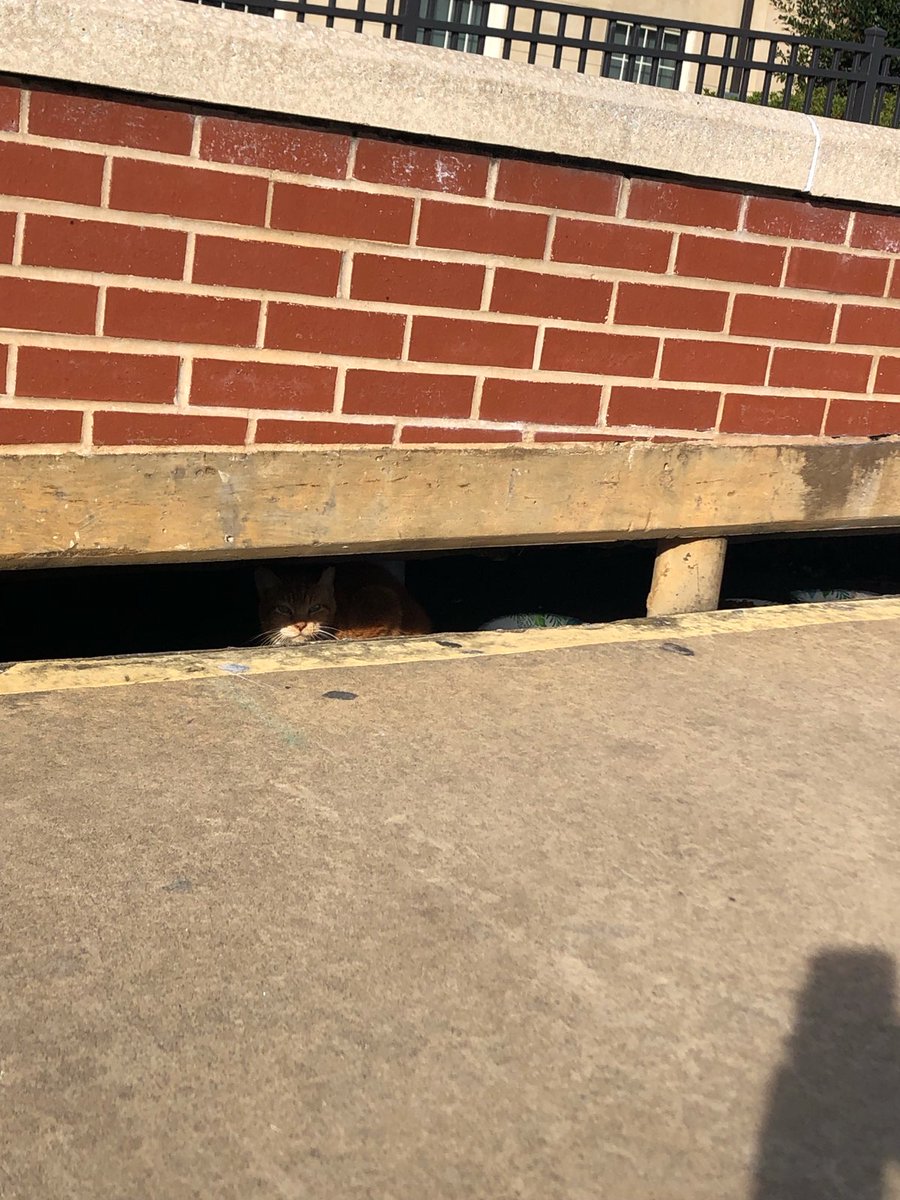 BoddaGettaCats's tweet photo. War Eagle from another favorite Bodda Getta cat, DRAIN CAT https://t.co/QJ6zDE0dkl