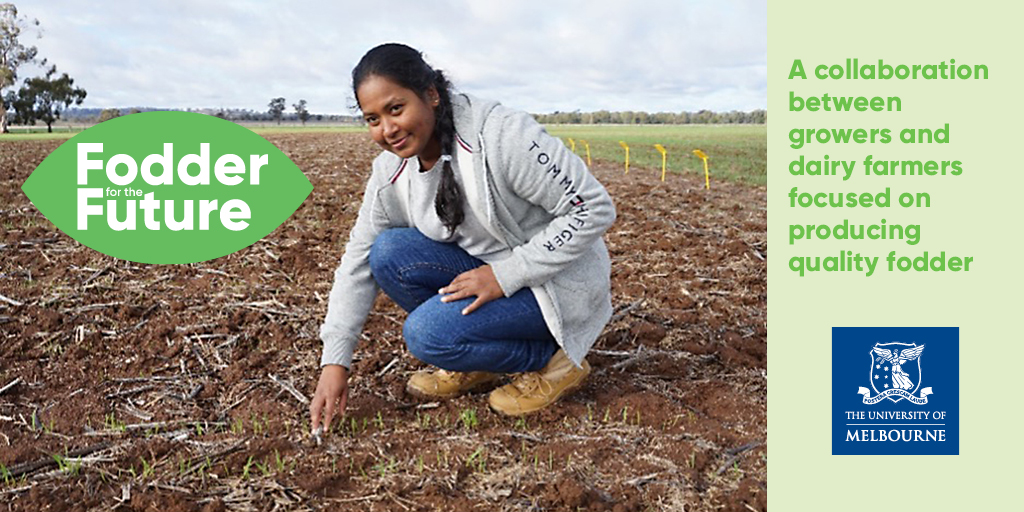 MurrayDairy's tweet photo. Join us on 21 Sept at 1pm to hear from @UniMelb Sineka Munidasa who will be providing an update on the cereal demonstration trial plots being grown at the Dookie campus research site. Click on the link to register https://t.co/uuIwBxGUKh

#dairy #australiandairy #unimelb https://t.co/oWNxCc8emJ