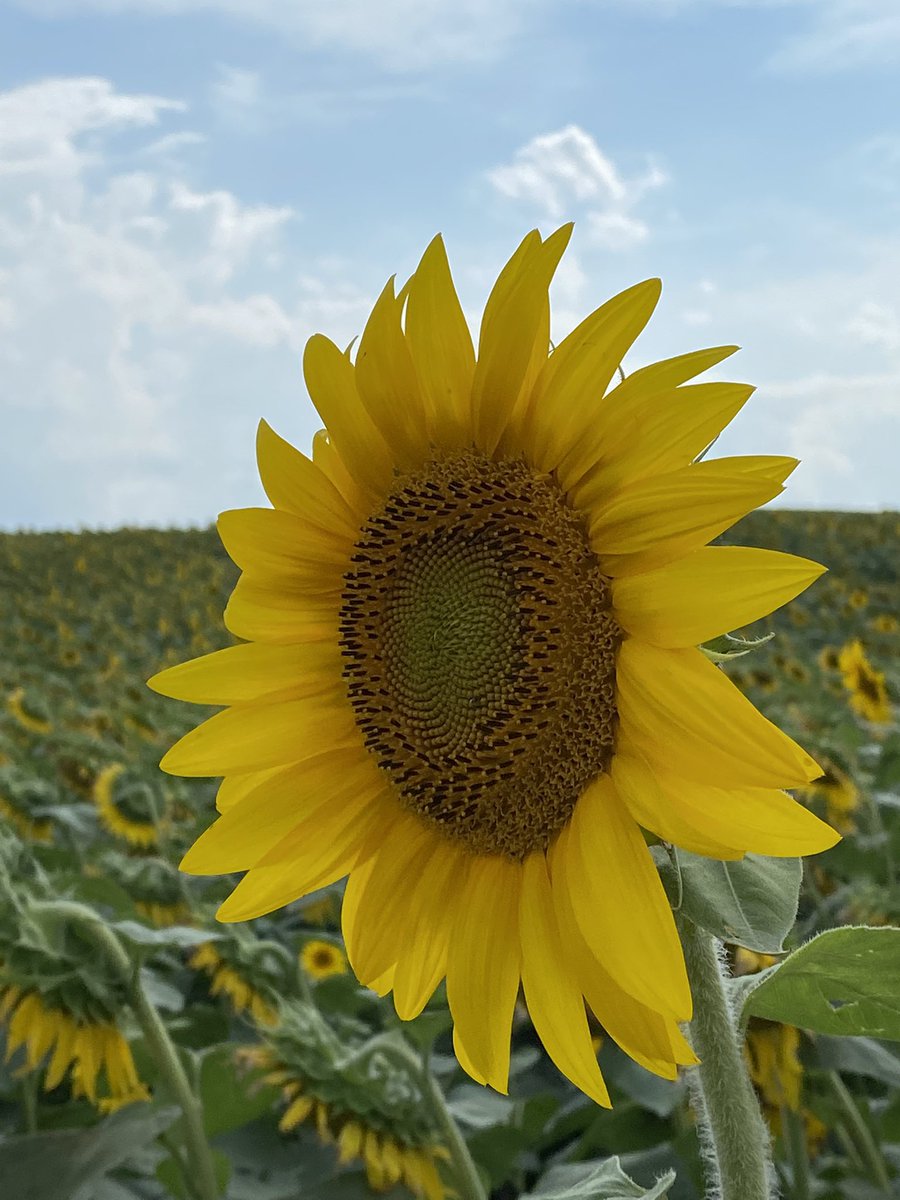 Lesher’s Sunflower Fields, Chambersburg Pa 🌻🐝