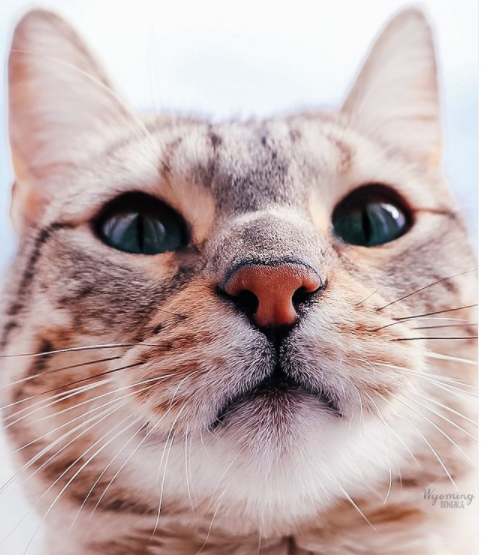 FirstMatePet's tweet photo. Happy #WhiskersWednesday, everyone!
.
.
.
📸: wyoming.bengals | #MyFirstMate https://t.co/308g0Tl1cY