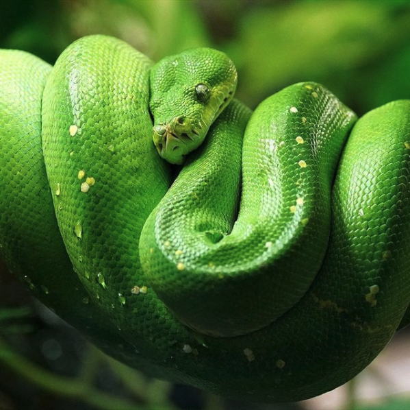 Just hangin' out! 🐍
Via 📷 discovery
#snake #animalphotography #cleverclassic