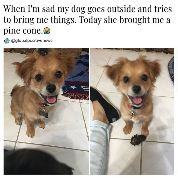 Happy little face😊
Via 📸 globalpositivenews
#happynews #happydog #ninjajournalist